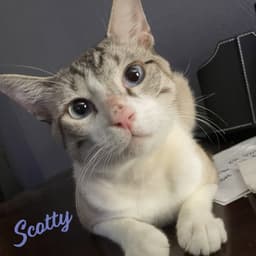 Scotty Sky-Blue-Eyes image 1