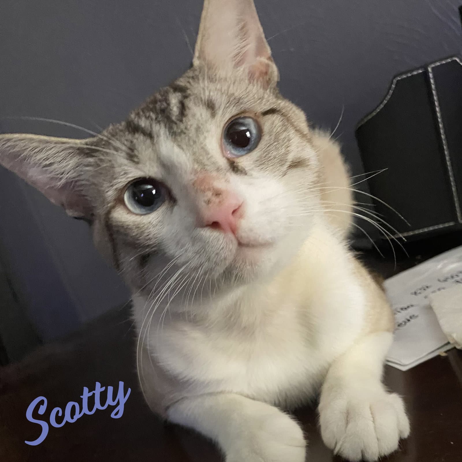 Scotty Sky-Blue-Eyes - Siamese