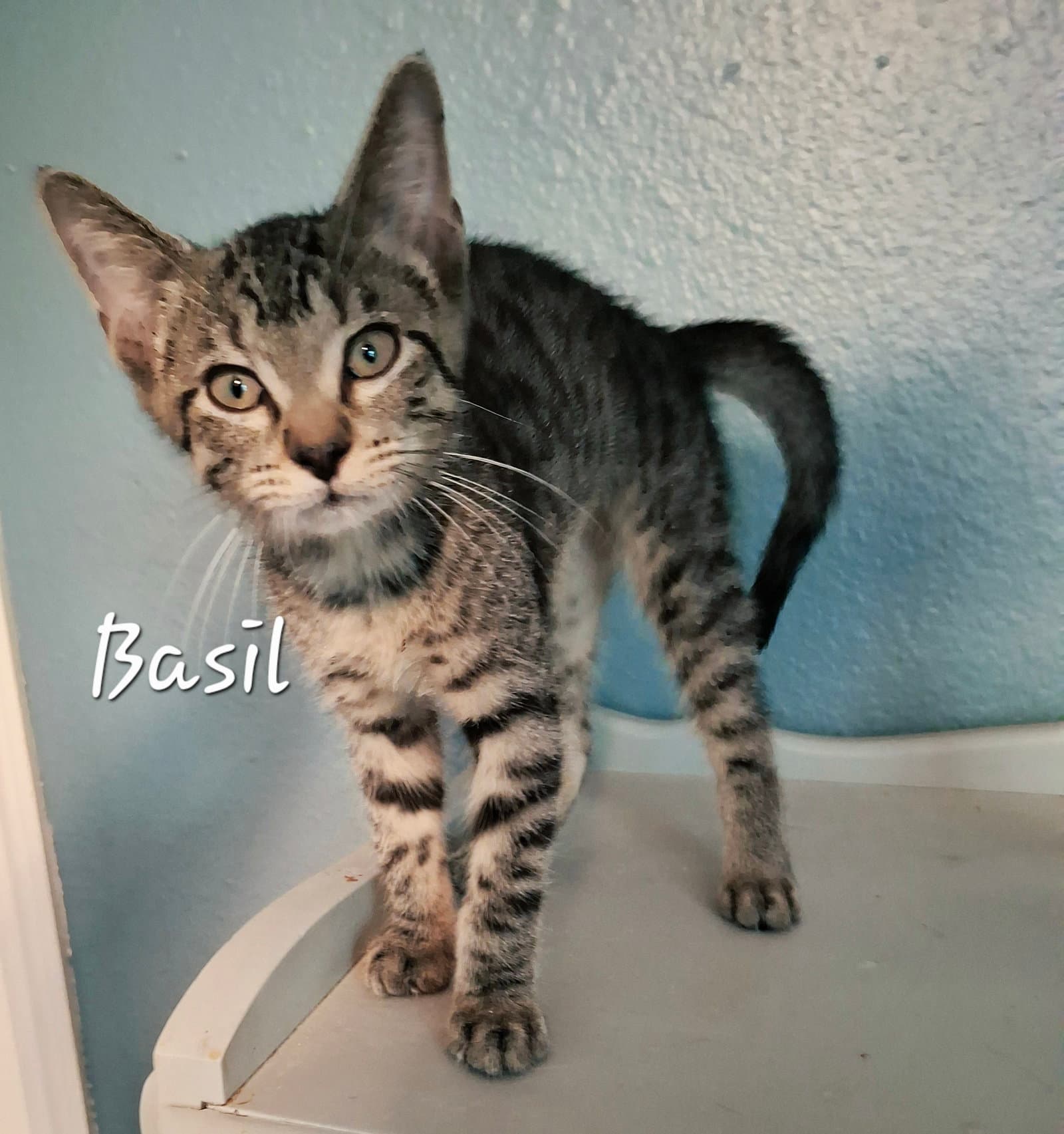 Basil Mrcharming - Tabby