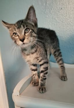 Basil Mrcharming image 2