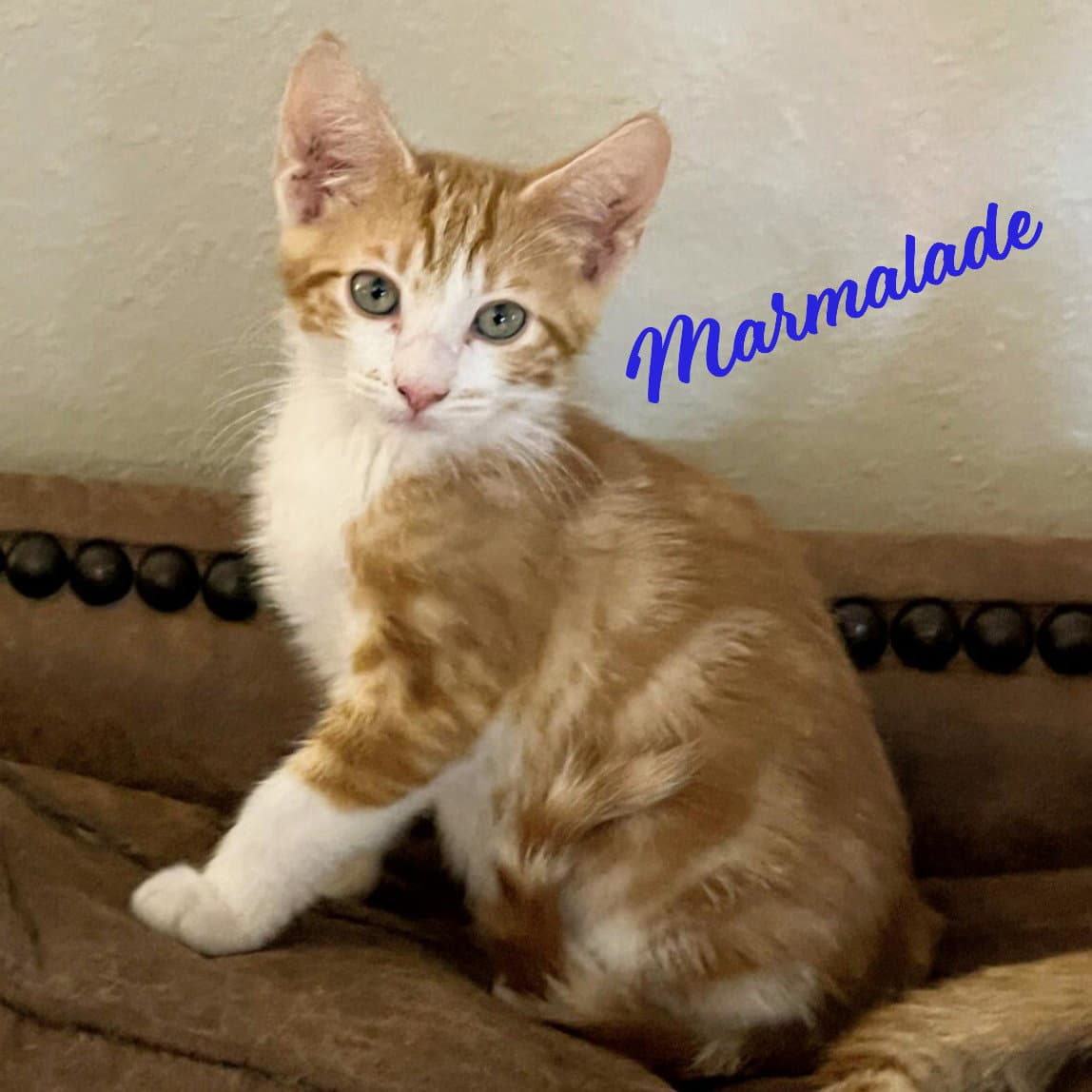 Marmalade Heights-Quintet - Tabby