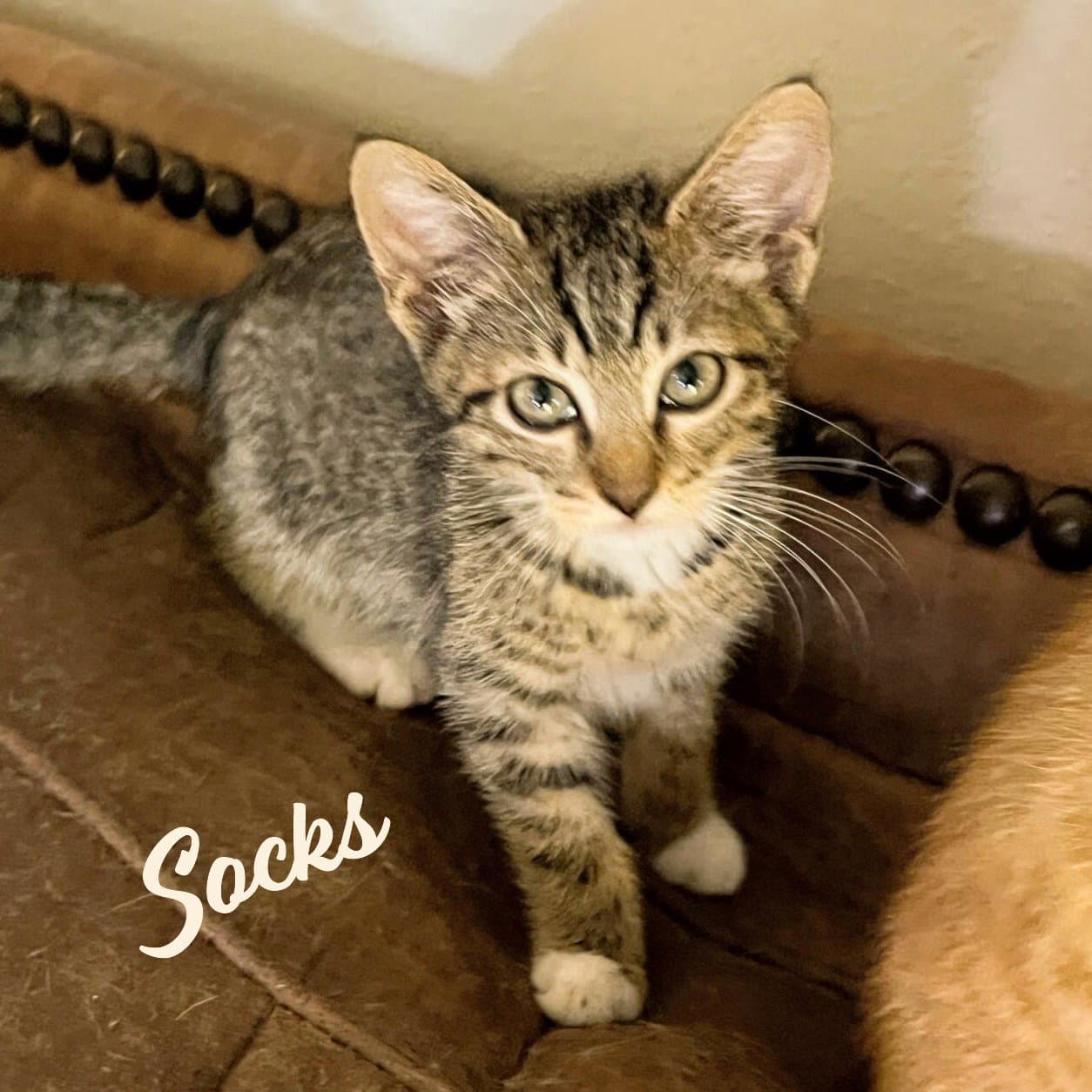 Socks Heights-Quintet - Tabby