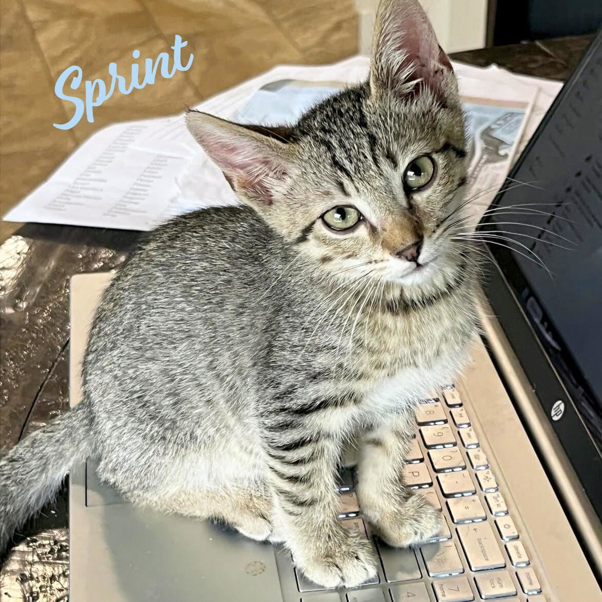 Sprint Heights-Quintet - Tabby