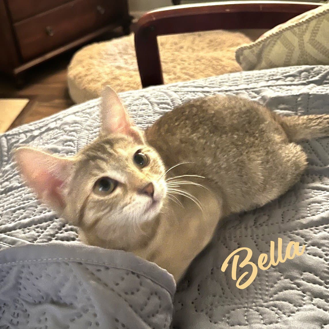 Bella Heights-Quintet - Tabby
