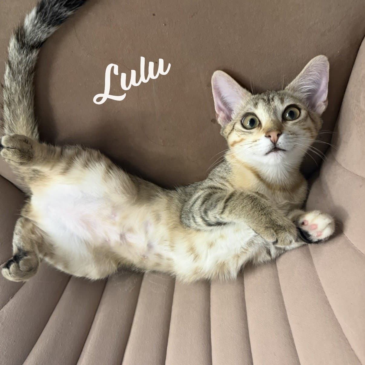 Lulu Siter-Of-Nikki - Torbie