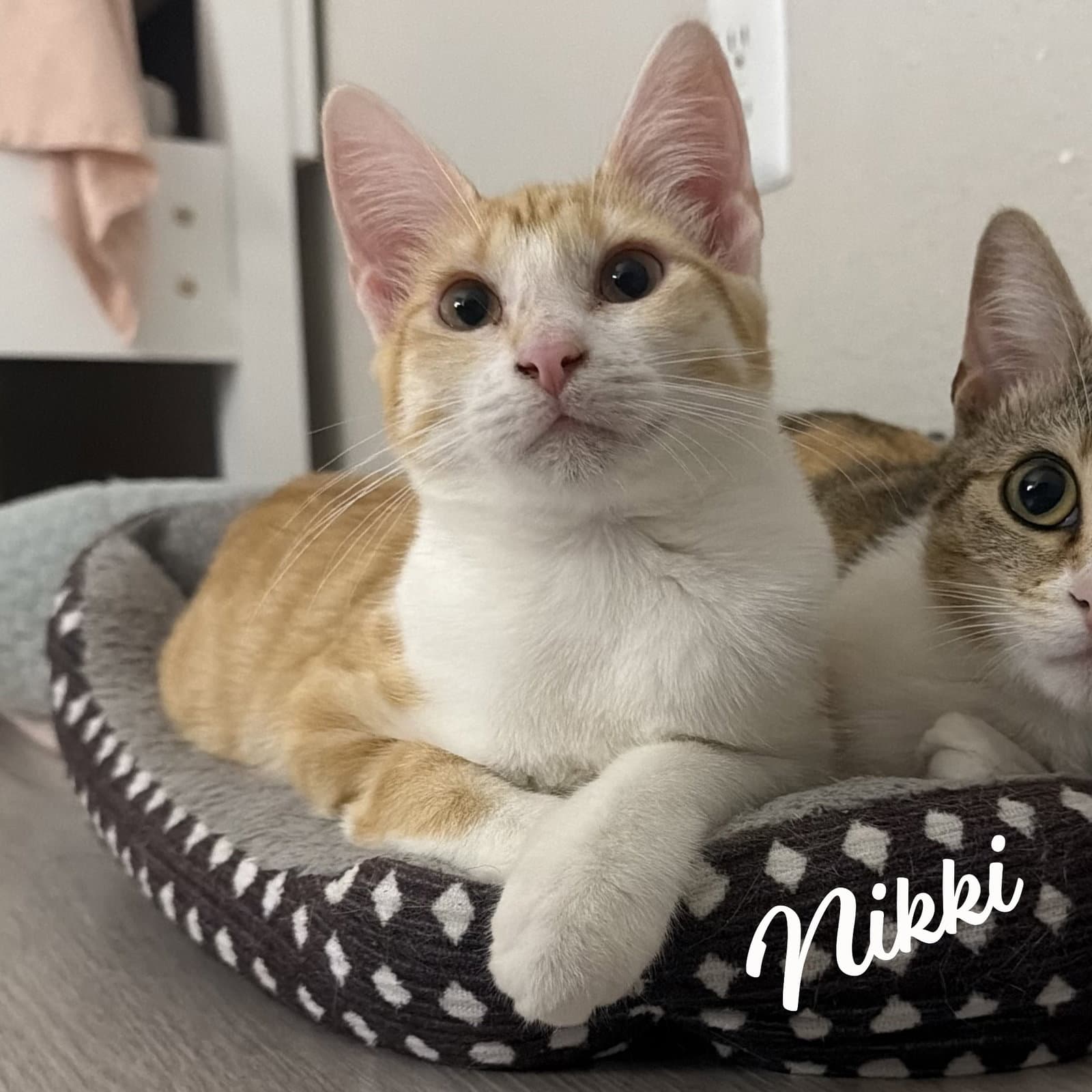 Nikki Sister-Of-Lulu - Tabby