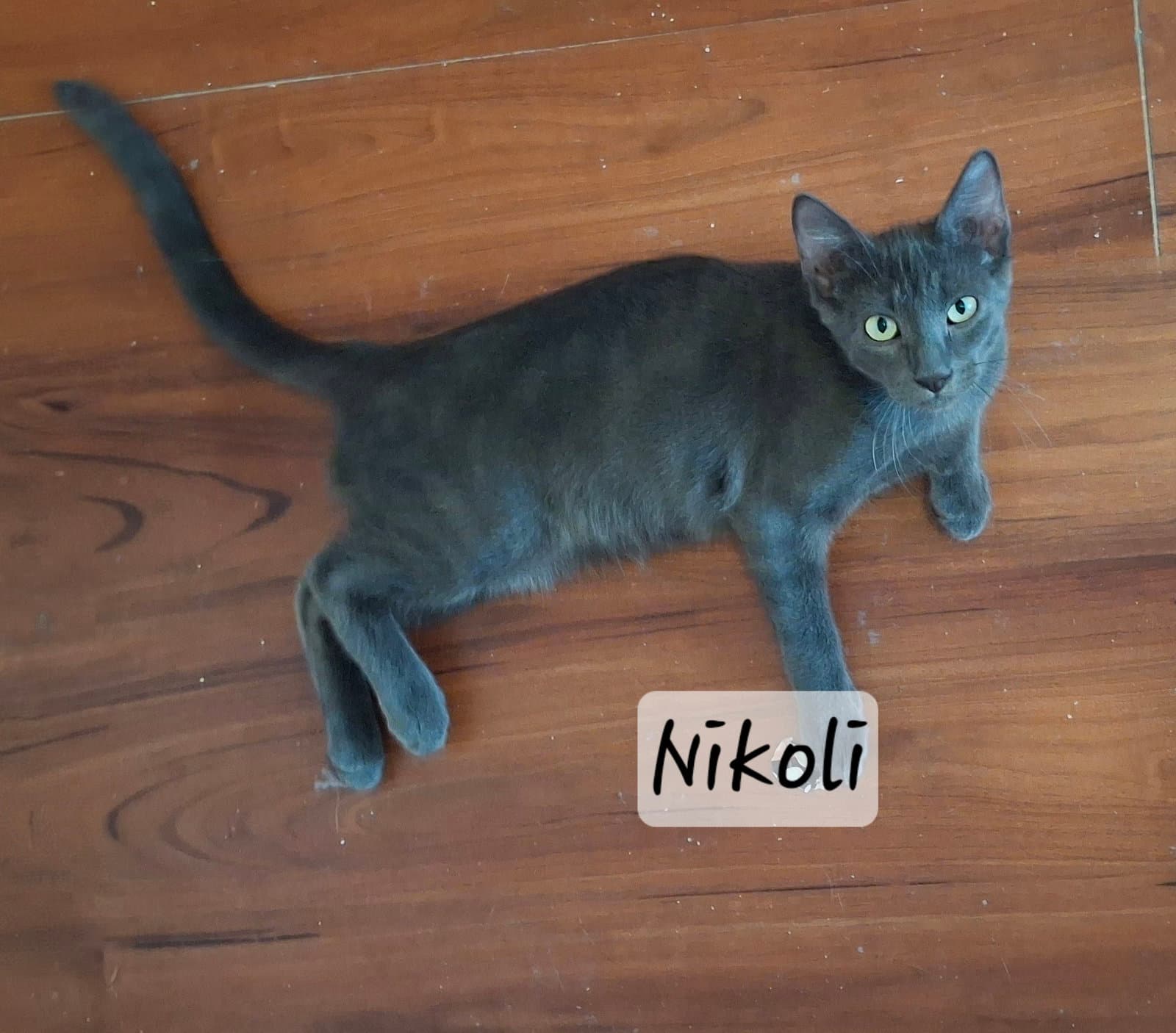 Nikoli Silver Shadow - Russian Blue