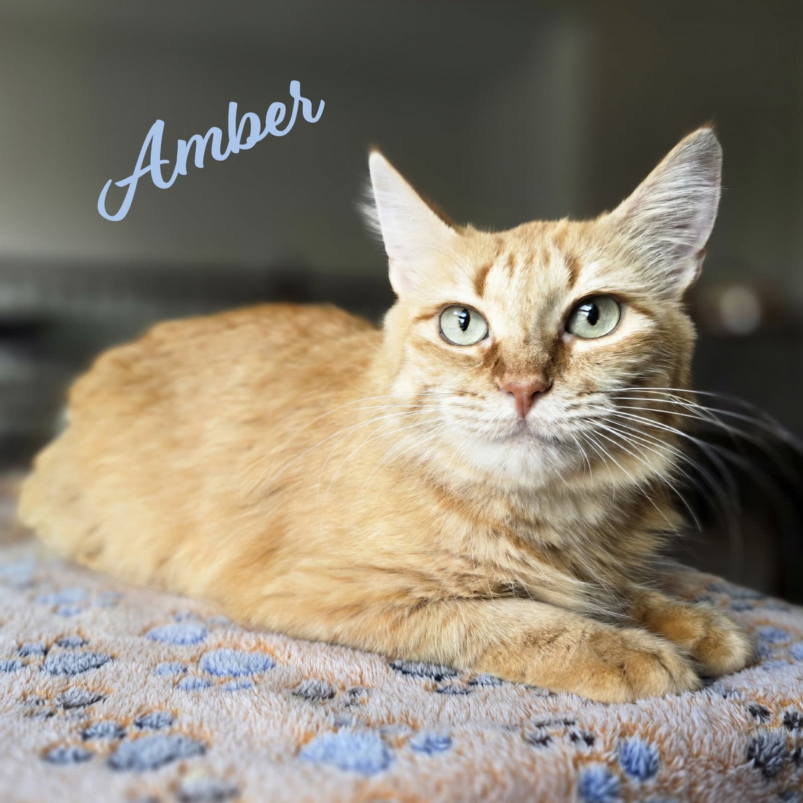Amber Fuego-Group - Maine Coon
