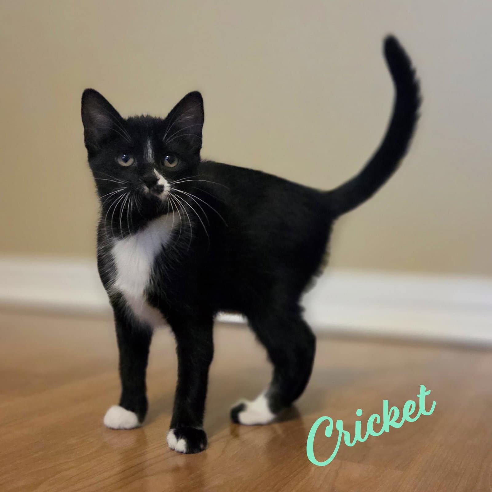 Cricket Bonded-To-Beetle - Tuxedo