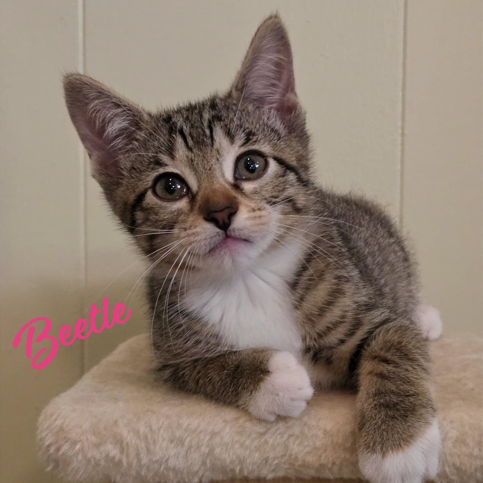 Beetle Bonded-To-Cricket - Tabby