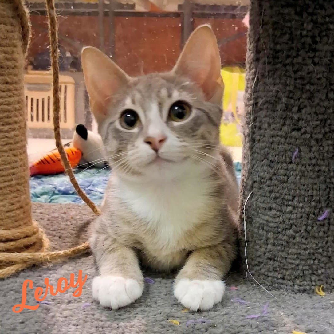 Leroy Microwave-Box-Litter - Tabby