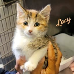 Lacy Microwave-Box-Litter image 1