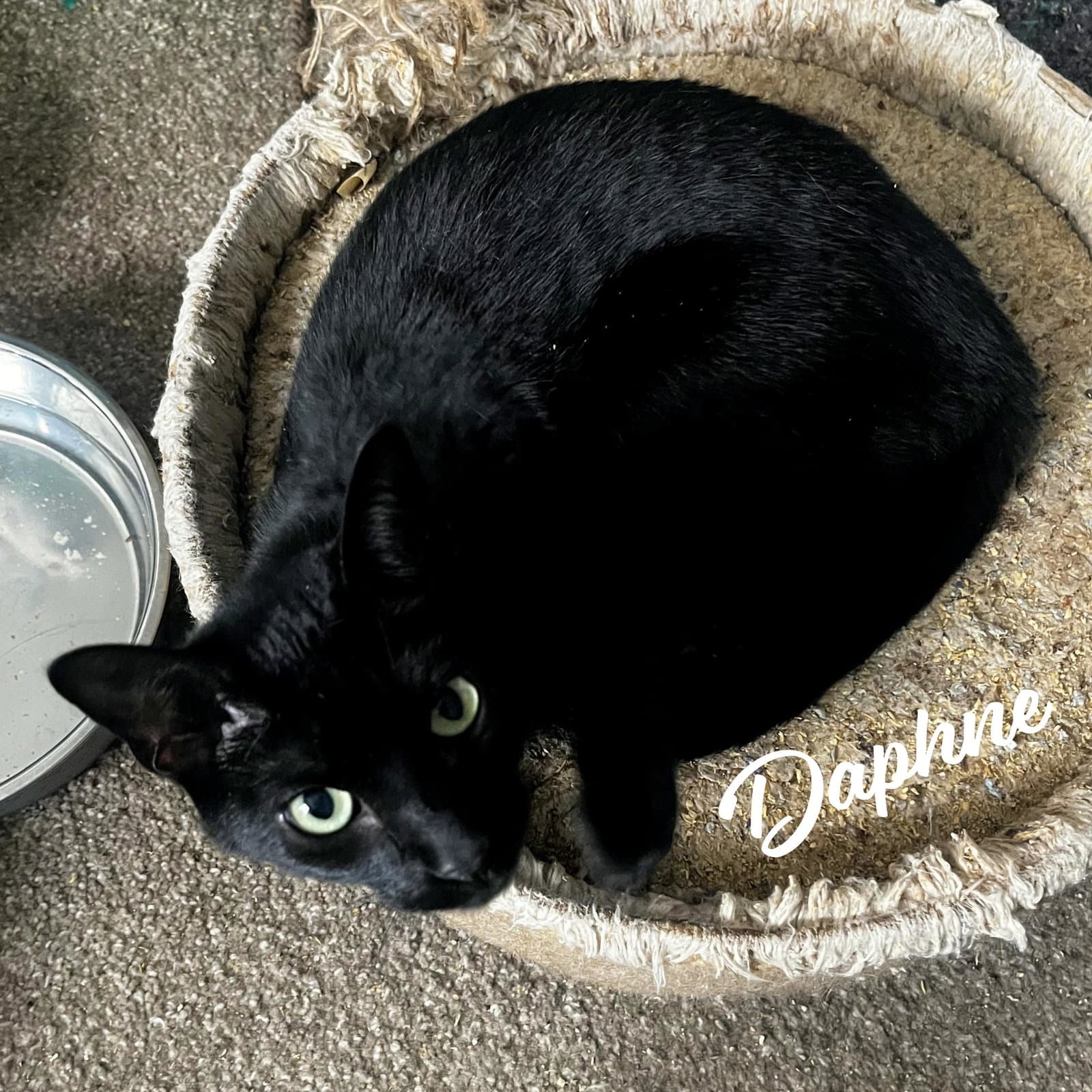 Daphne Sister-Of-Velma - Bombay