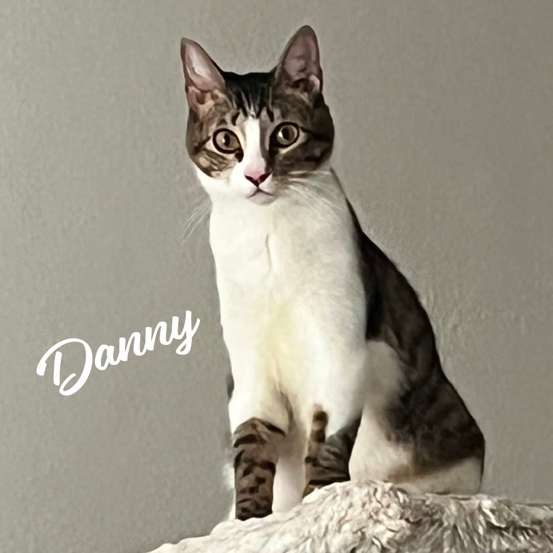 Danny Lovable-Scamp - Tabby