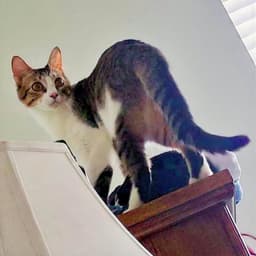 Danny Lovable-Scamp image 4