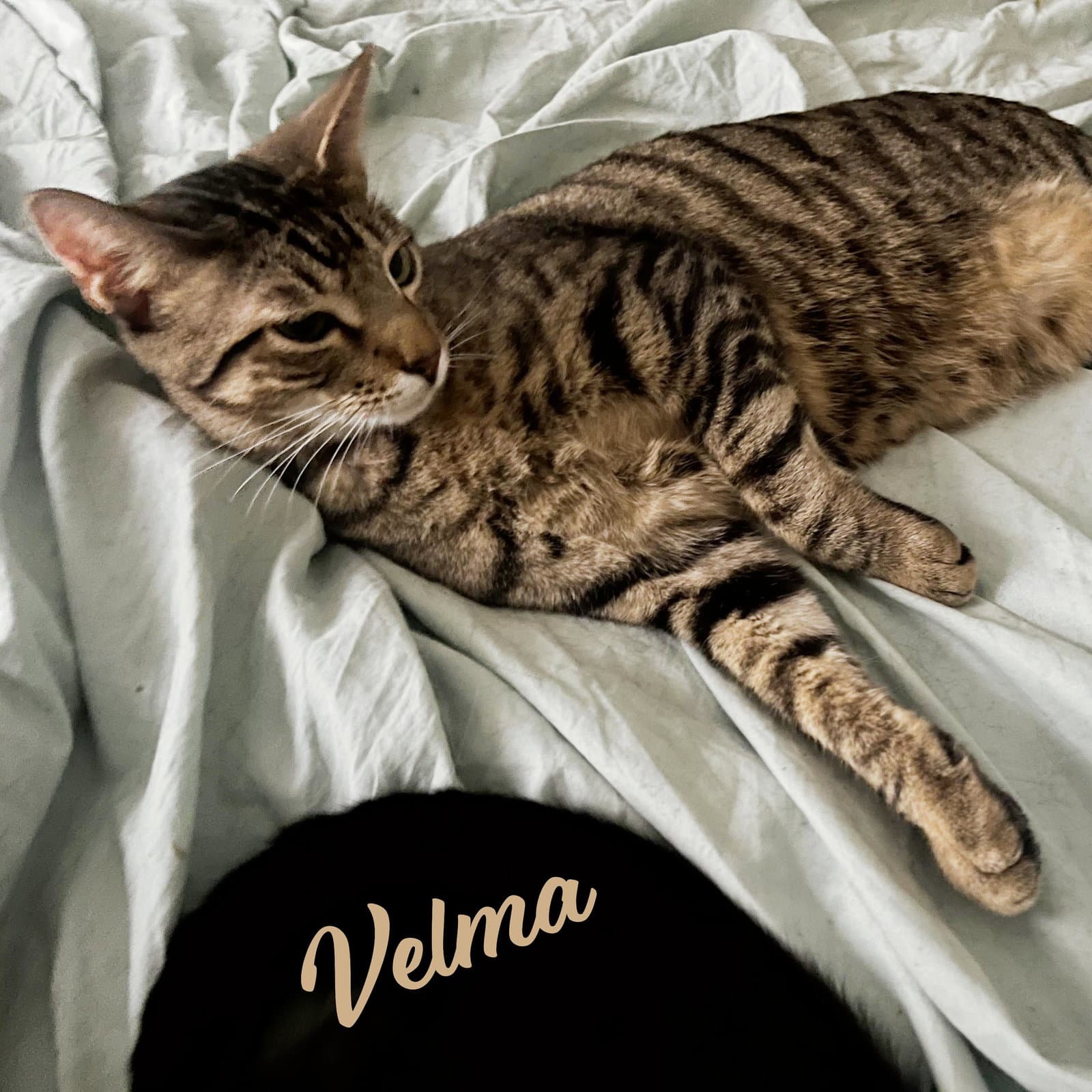 Velma Dinkley Sister-Of-Daphne - Tabby