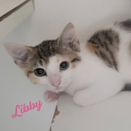 Libby Microwave-Box-Litter image 1