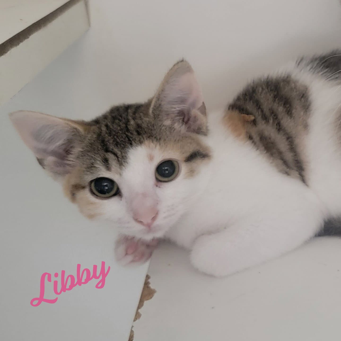 Libby Microwave-Box-Litter - Calico