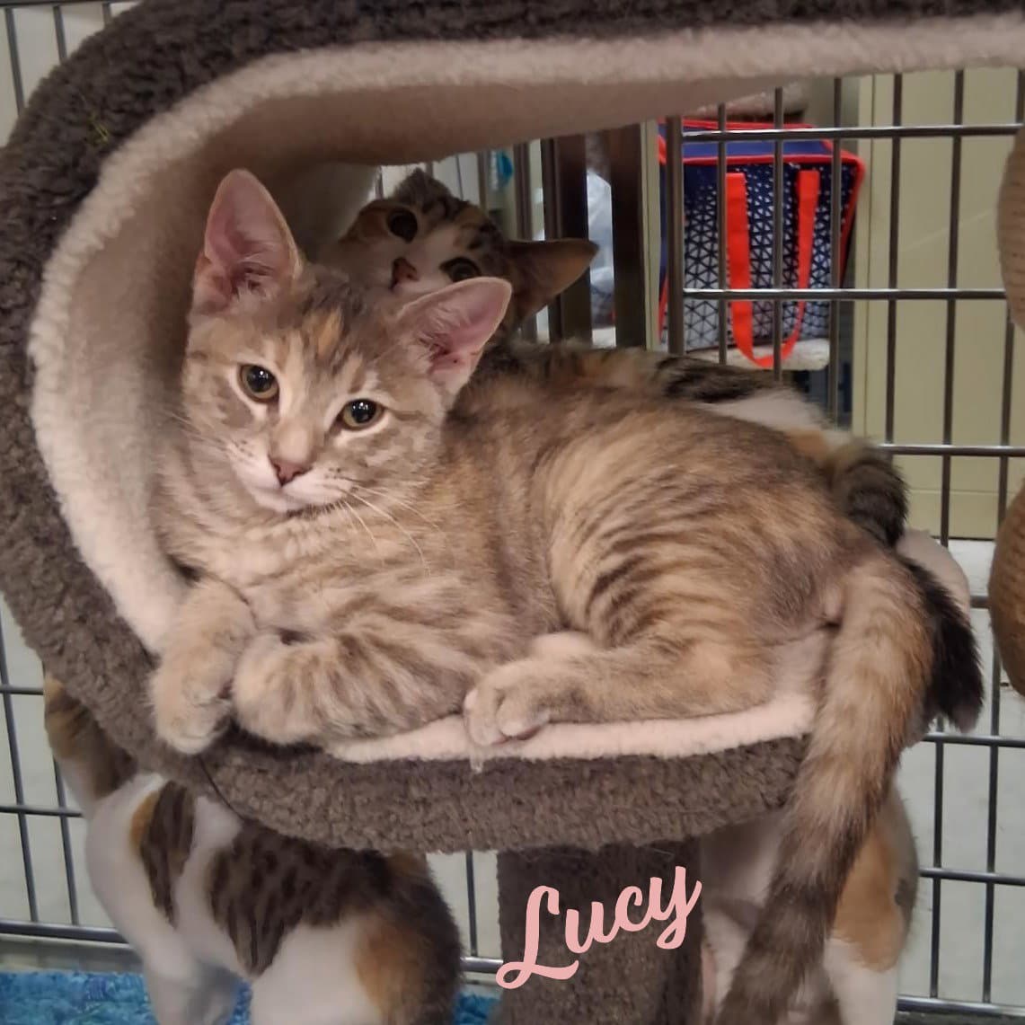 Lucy Microwave-Box-Litter - Dilute Tortoiseshell