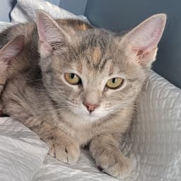 Lucy Microwave-Box-Litter image 3