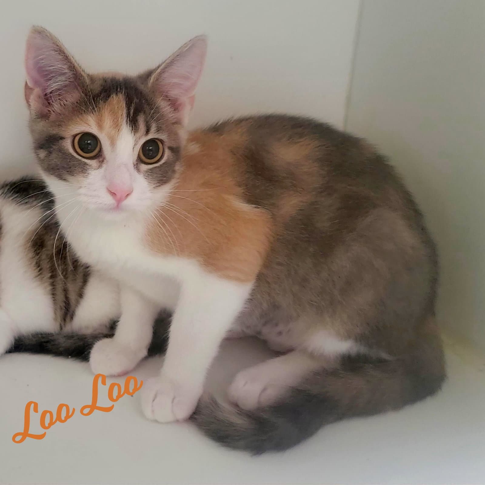 Loo Loo Microwave-Box-Litter - Dilute Calico