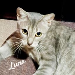 Luna Begs-For-Kisses image 1