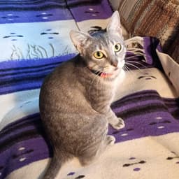 Luna Begs-For-Kisses image 2