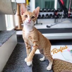 Rufus Brother-Of-Rudy image 1