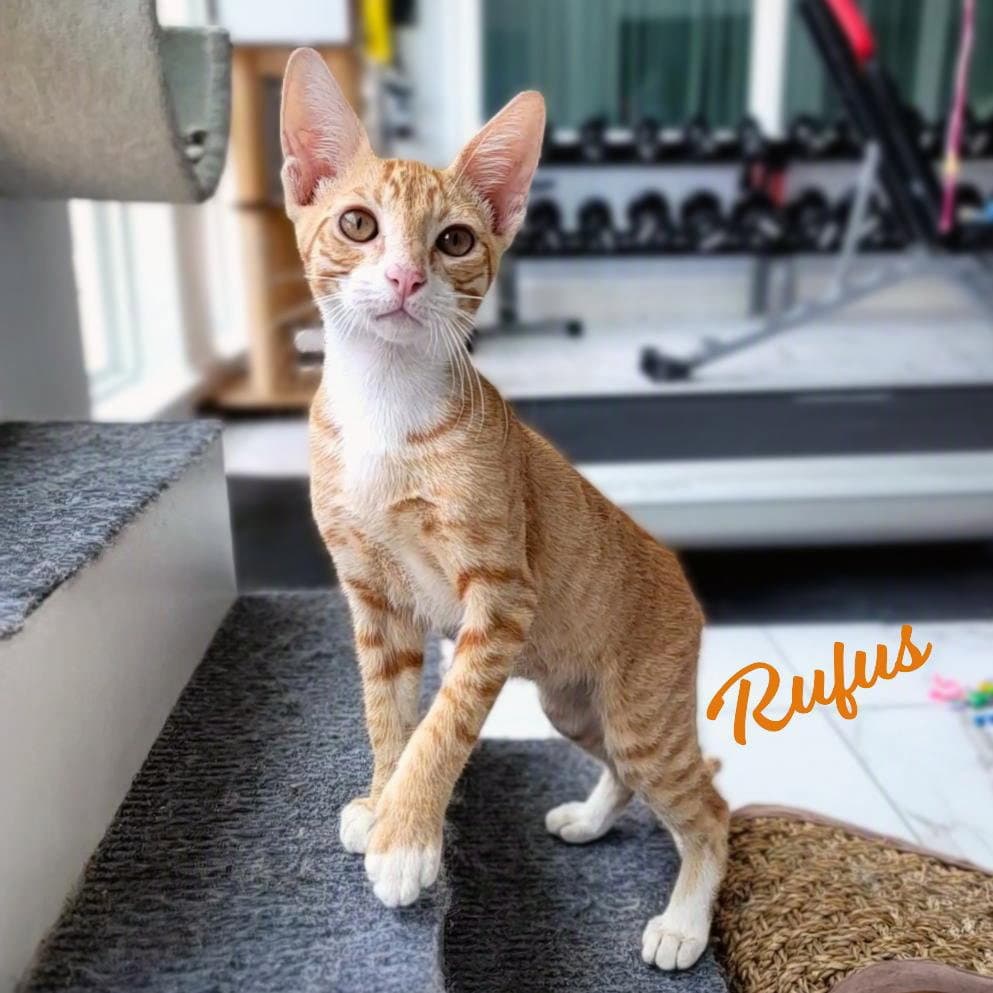 Rufus Brother-Of-Rudy - Tabby