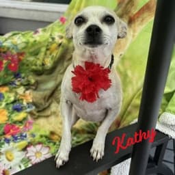 Kathy Bestie-Of-Kate image 1