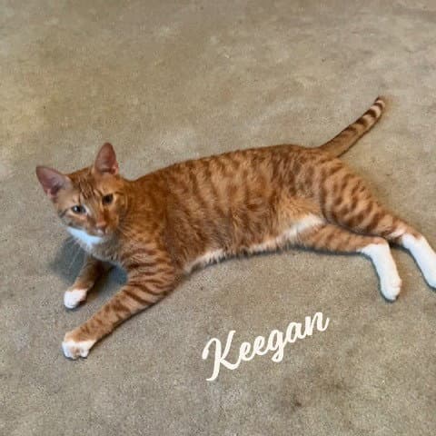 Keegan Easy-To-Love - Tabby