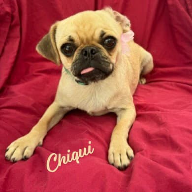 Chiqui Bestie-Of-Freddy - Pug