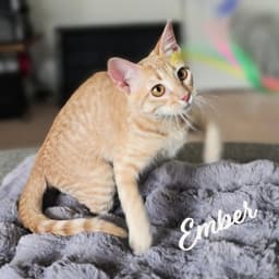 Ember Fuego-Group image 1