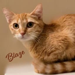 Blaze Fuego-Group image 1