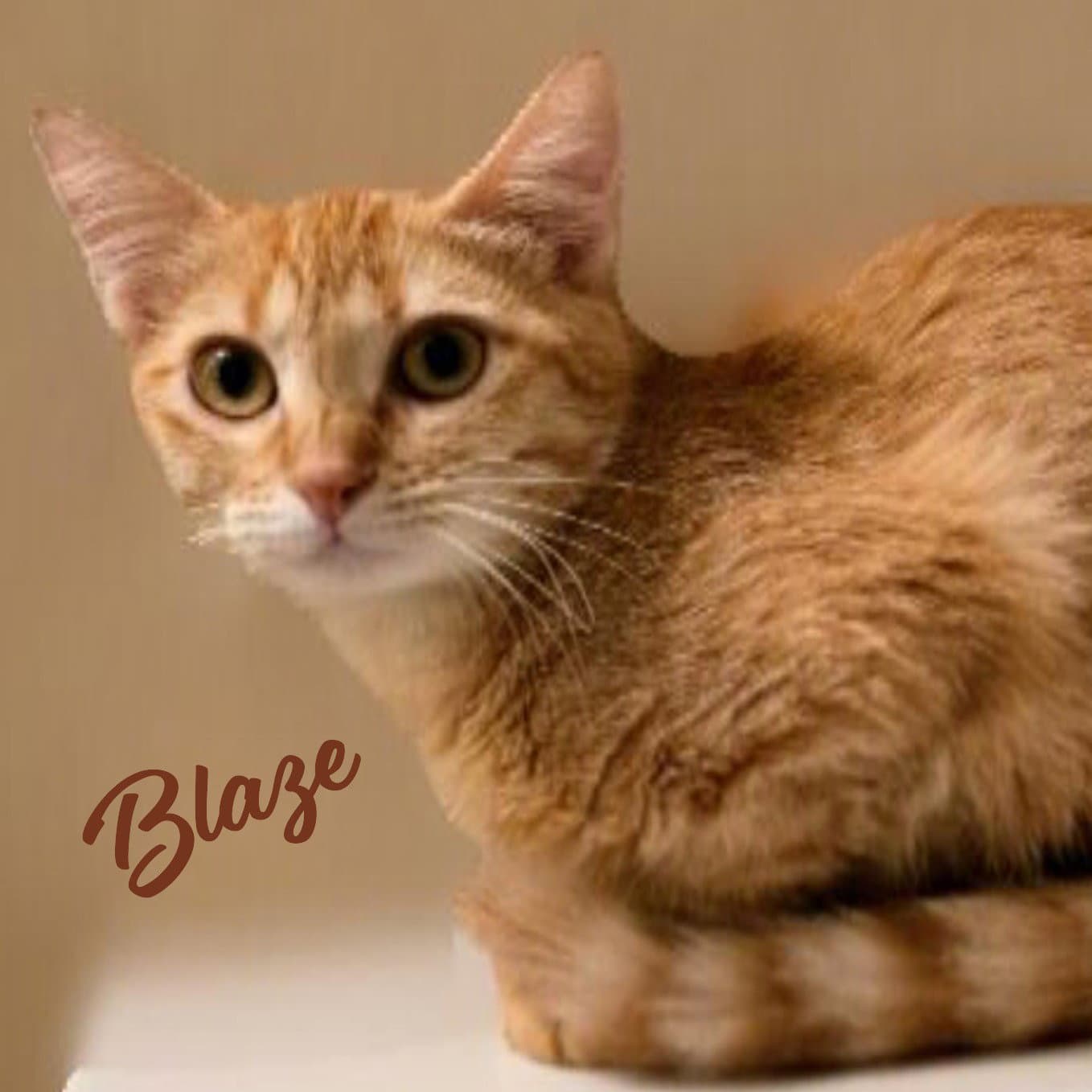 Blaze Fuego-Group - Tabby