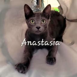 Anastasia Sunseeker image 1