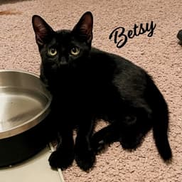 Betsy Magnificent-Litter image 1