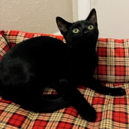 Betsy Magnificent-Litter image 2