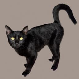 Betsy Magnificent-Litter image 3