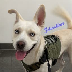 Sebastian image 2