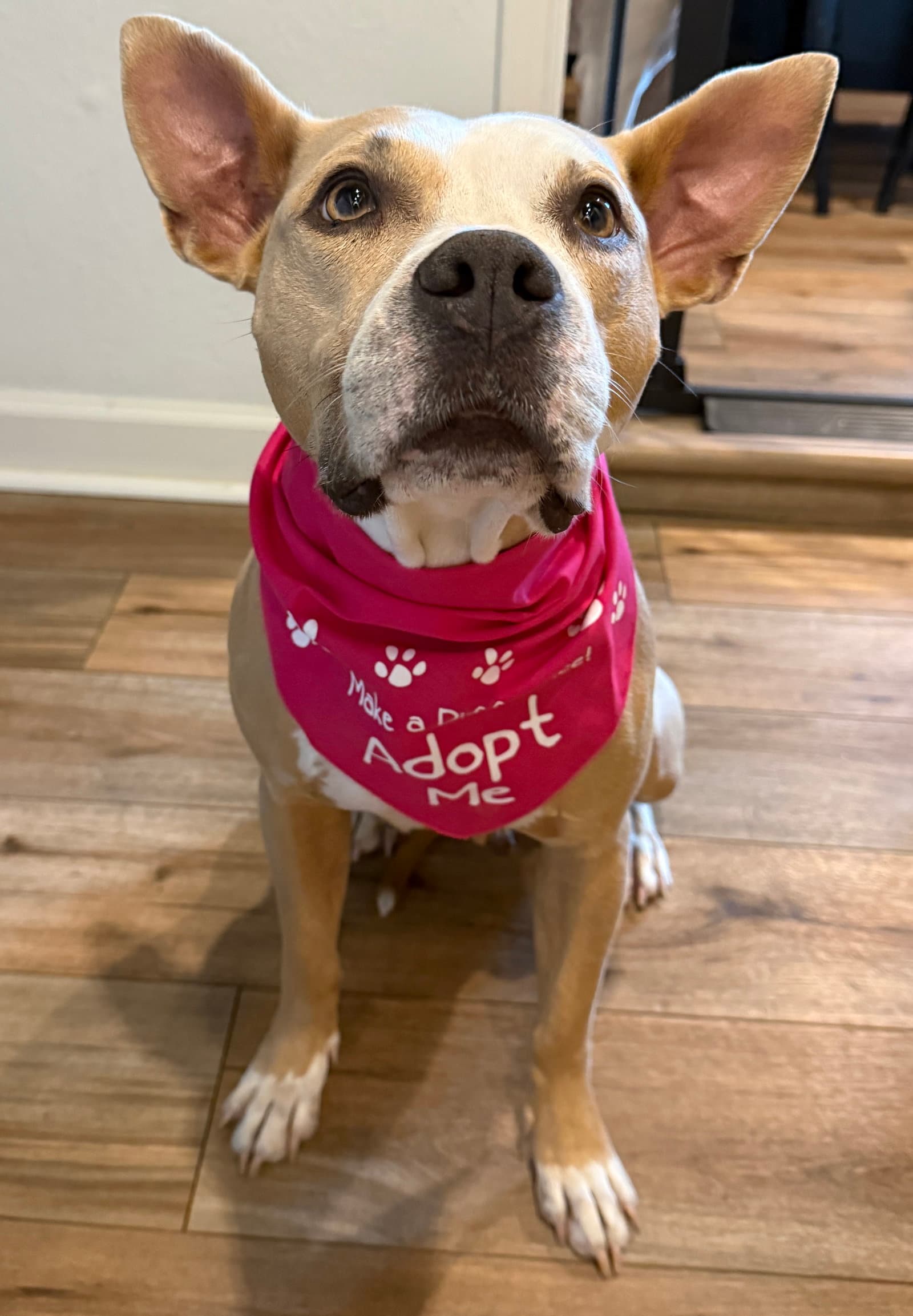 Phoebe Snuggle Bug - American Staffordshire Terrier