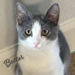 Butter Demure-Beauty image 1