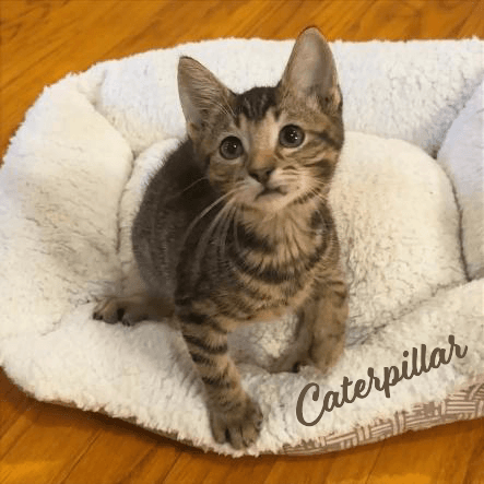 Caterpillar Kloset-Kitten - Tabby