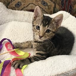 Caterpillar Kloset-Kitten image 2