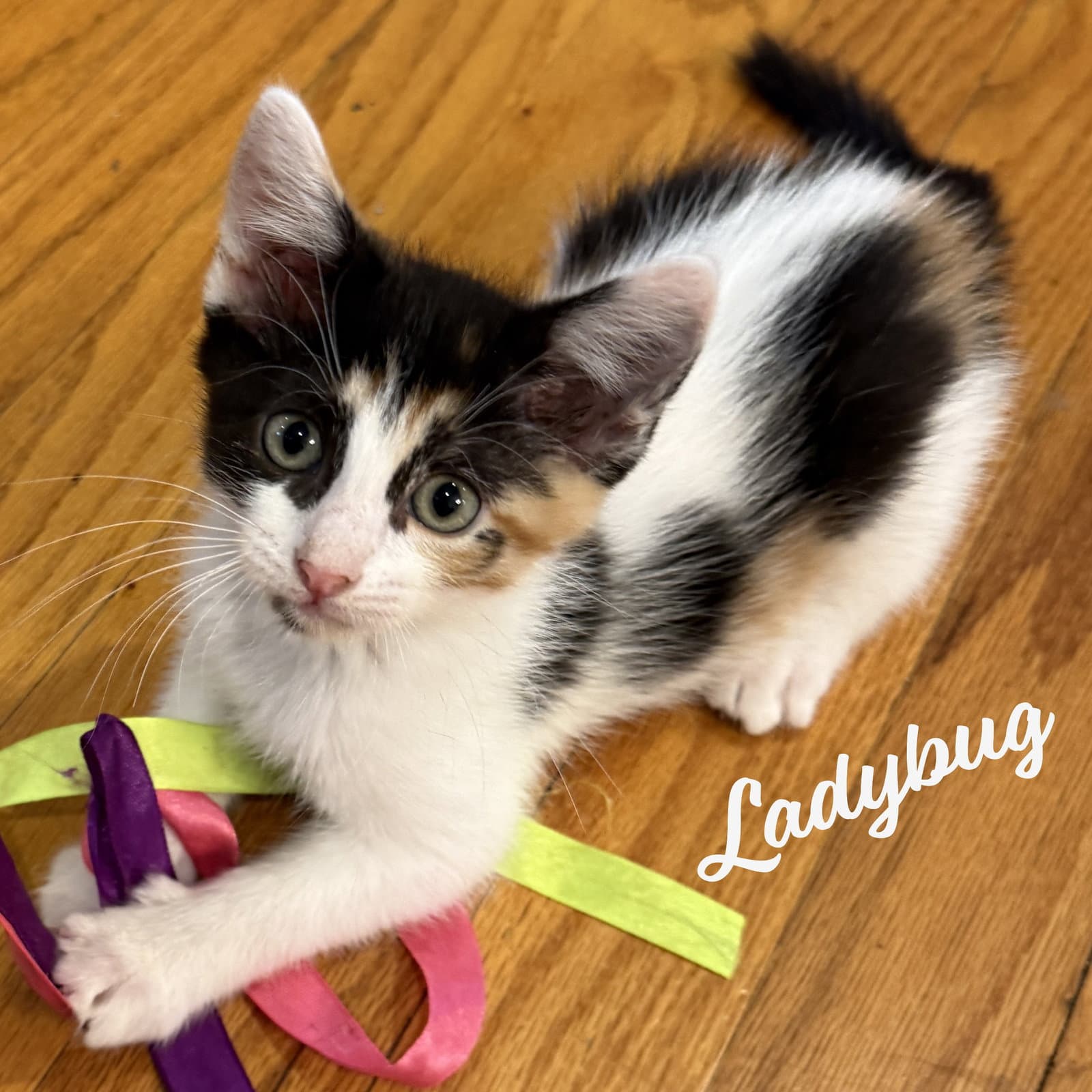 Ladybug Kloset-Kitten - Tabby