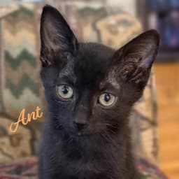 Ant Kloset-Kitten image 1