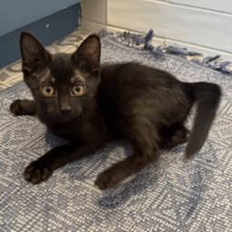 Ant Kloset-Kitten image 2