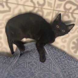 Ant Kloset-Kitten image 3