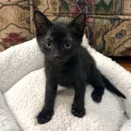 Ant Kloset-Kitten image 4