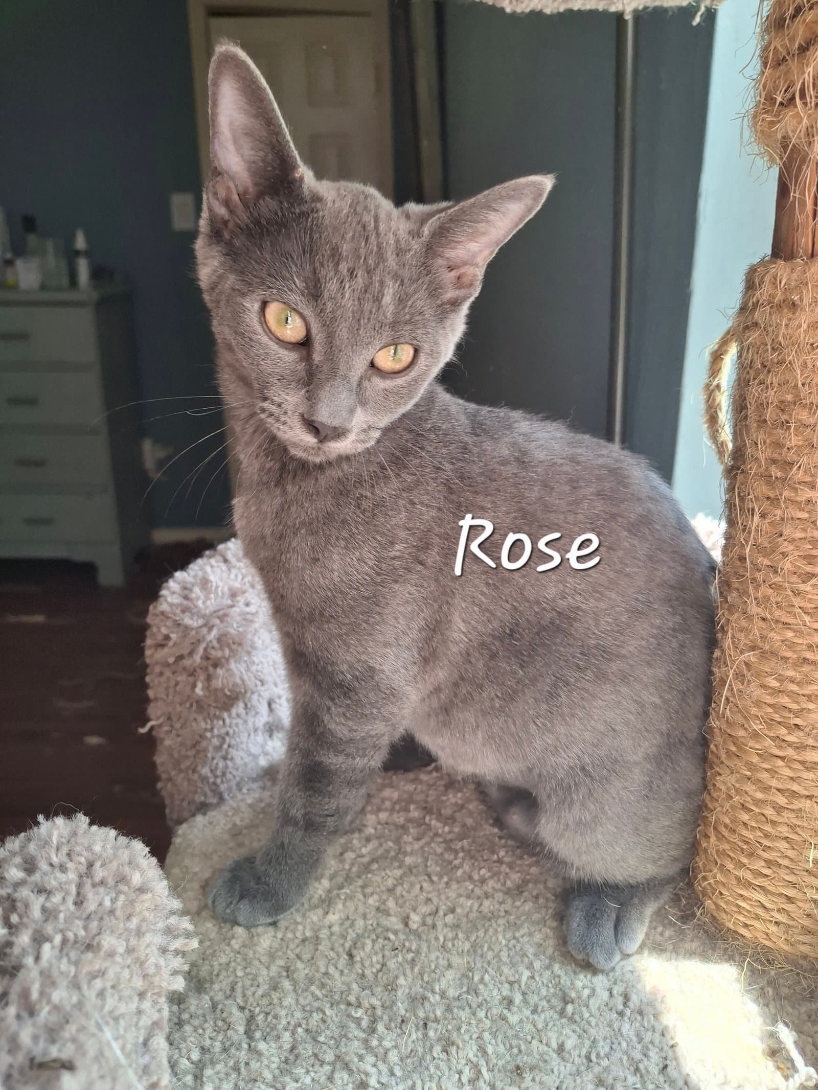 Rose Lapcat - Domestic Short Hair